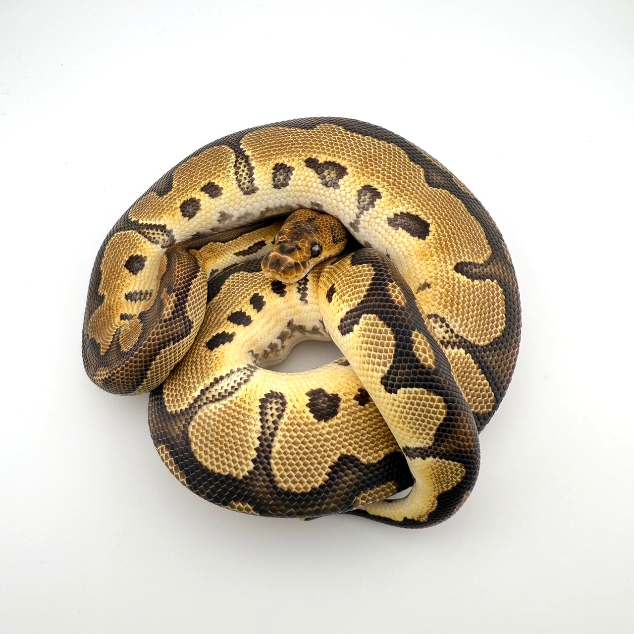 レオパードクラウン