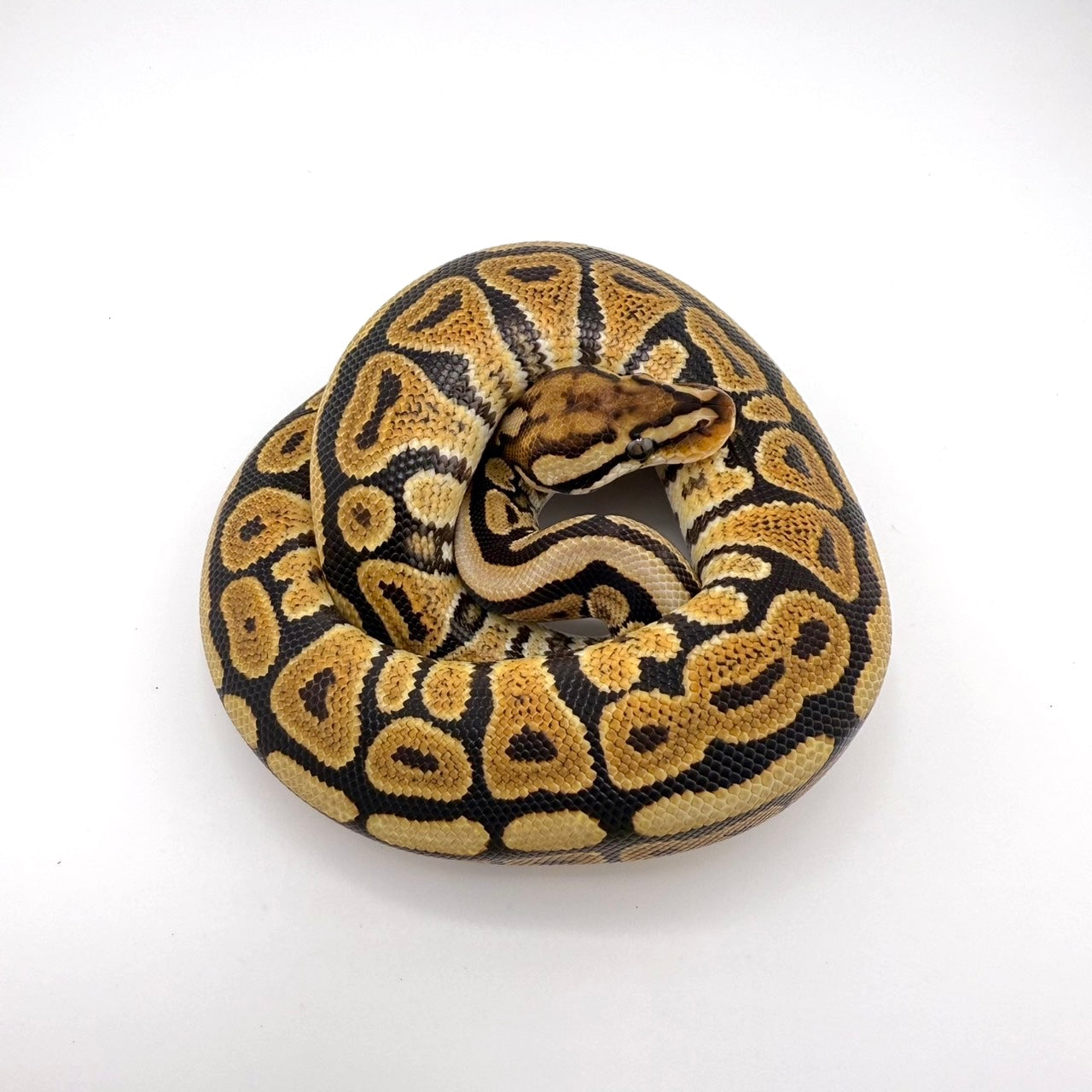 スペシャルスポットノーズhetクラウン