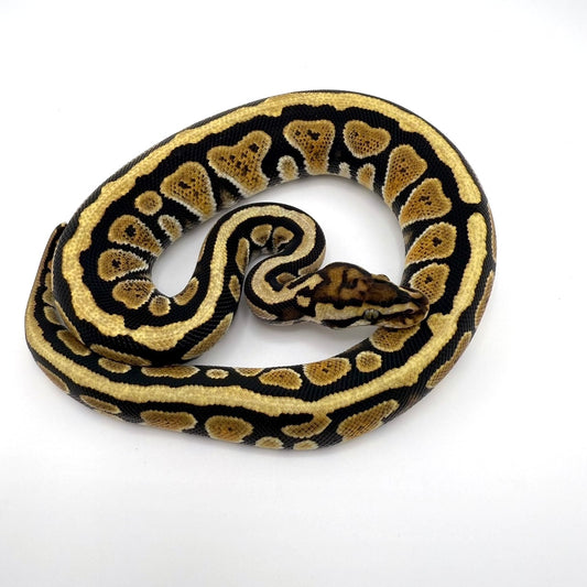 スペシャルスポットノーズhetクラウン