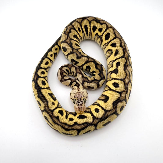 パステルスペシャルスポットノーズクラウンpossYB