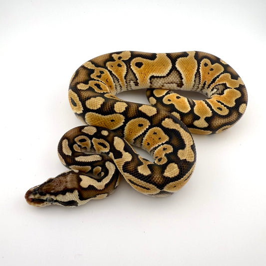 パステルスペシャルdhゴーストクラウン