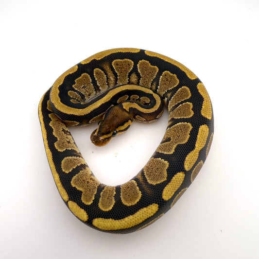 サイプレスhetゴースト