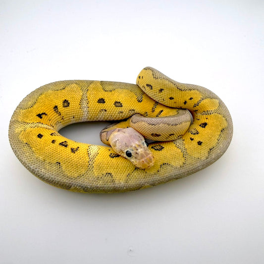 パステルストレンジャーRSクラウン