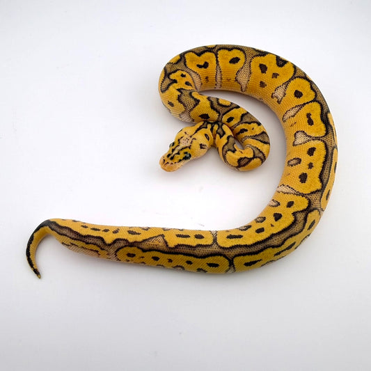 パステルRSSNクラウン