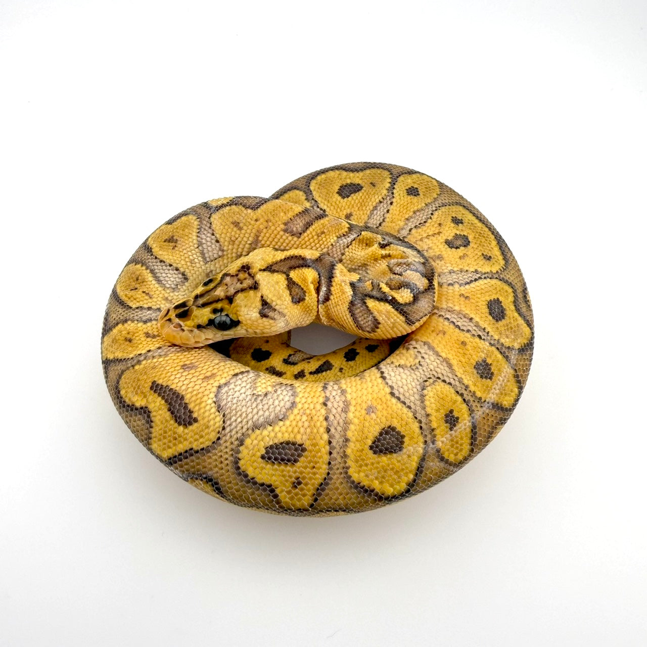 パステルストレンジャーRSクラウン