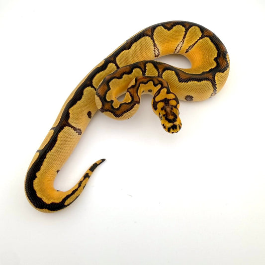 エンチクラウン