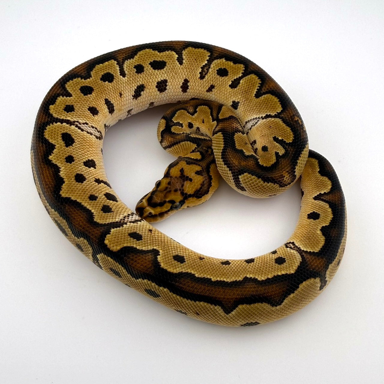 RSクラウンposshetGS