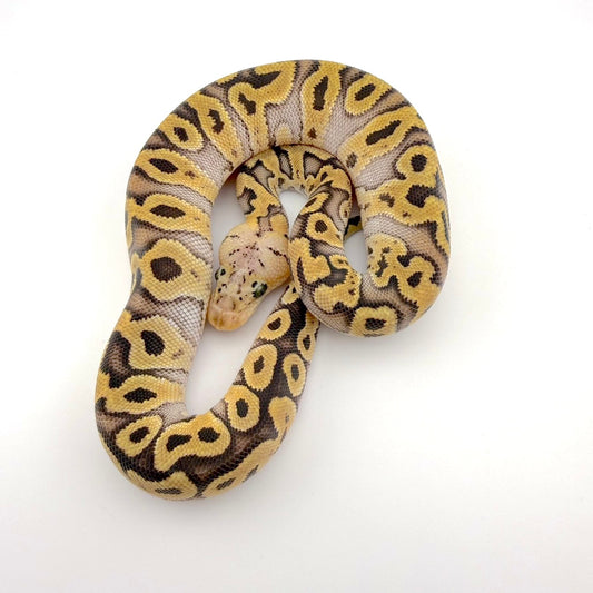 パステルYBストレンジャークラウン