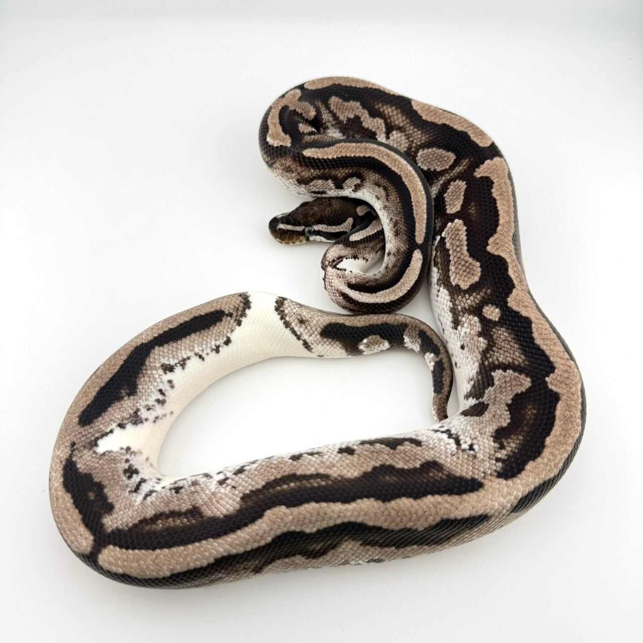 MJライトニングパイ