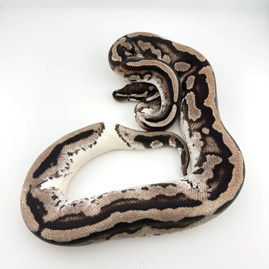 MJライトニングパイ