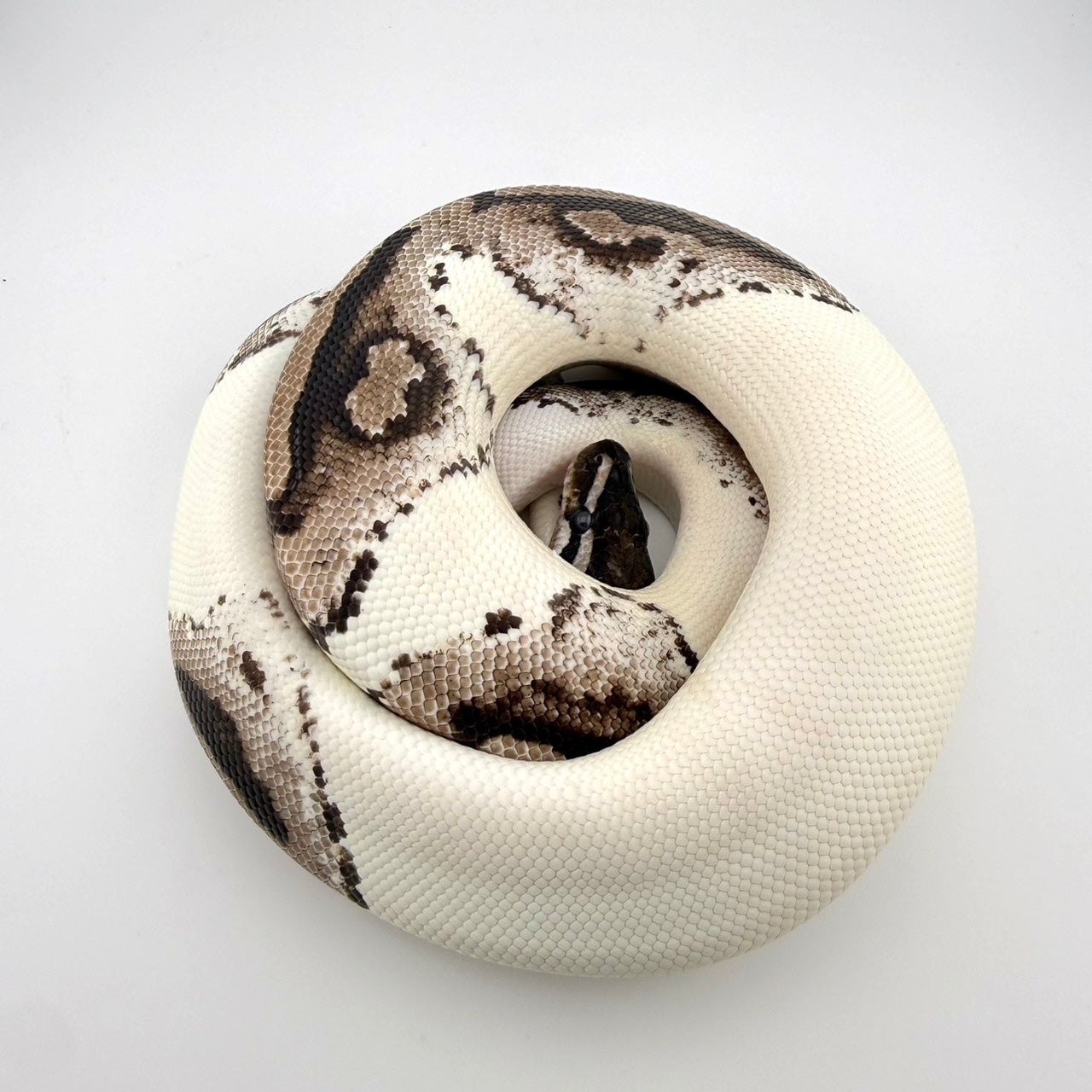 MJライトニングパイ