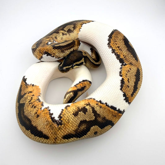 パイhetMJライトニング