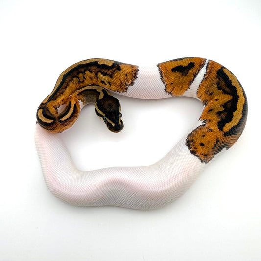 パイhetMJライトニング