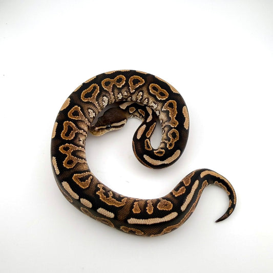 シナモンposshetクラウンGS