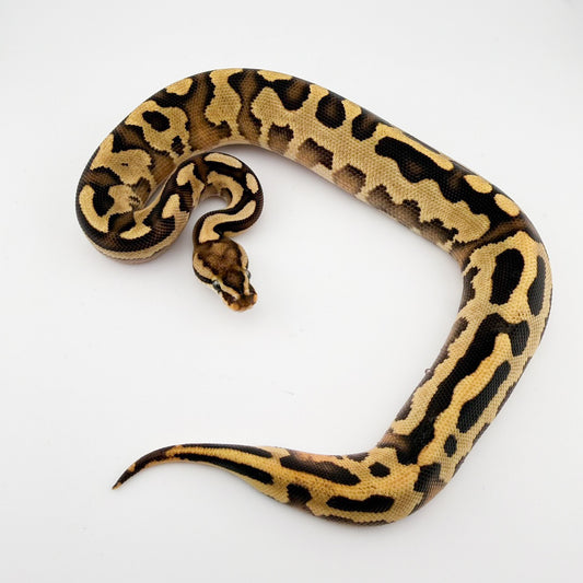 レオパードスーパースクランブラー