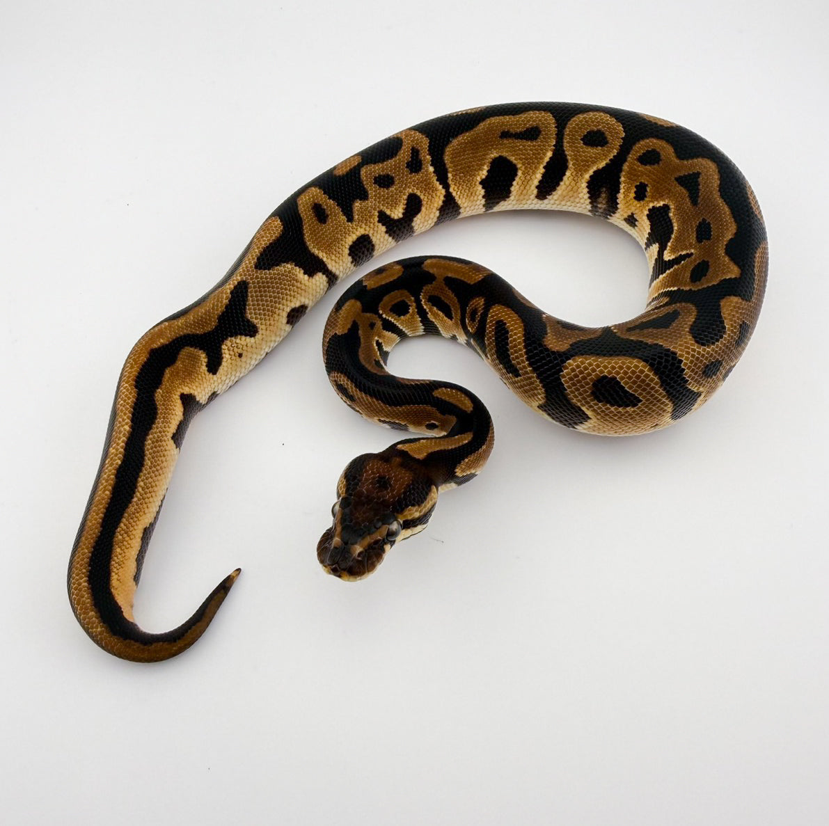 ODレオパードhetラベンダー