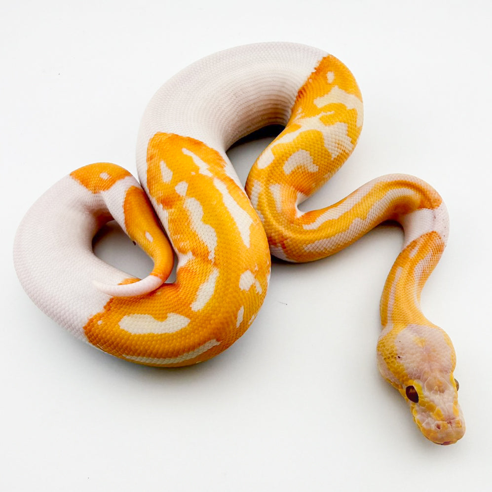 パステルドリームシクル