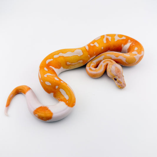 ドリームシクル