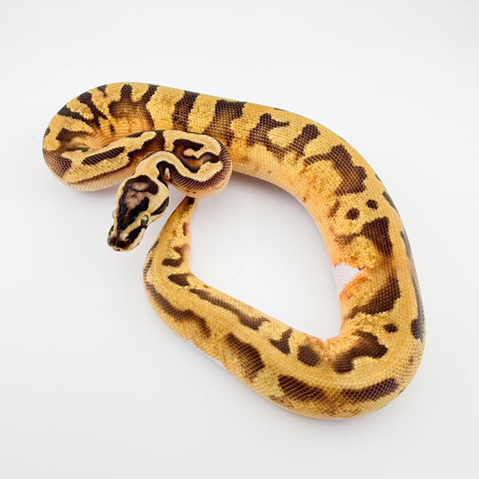 エンチパステルパイhetラベンダー