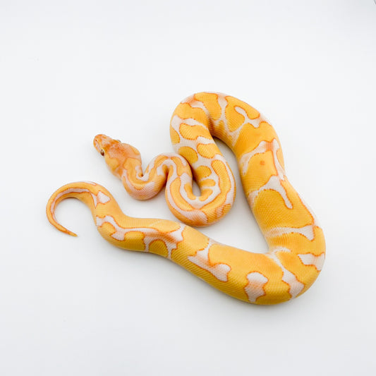 エンチYBラベンダーhetパイ