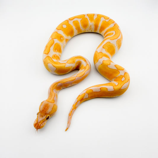 エンチラベンダー