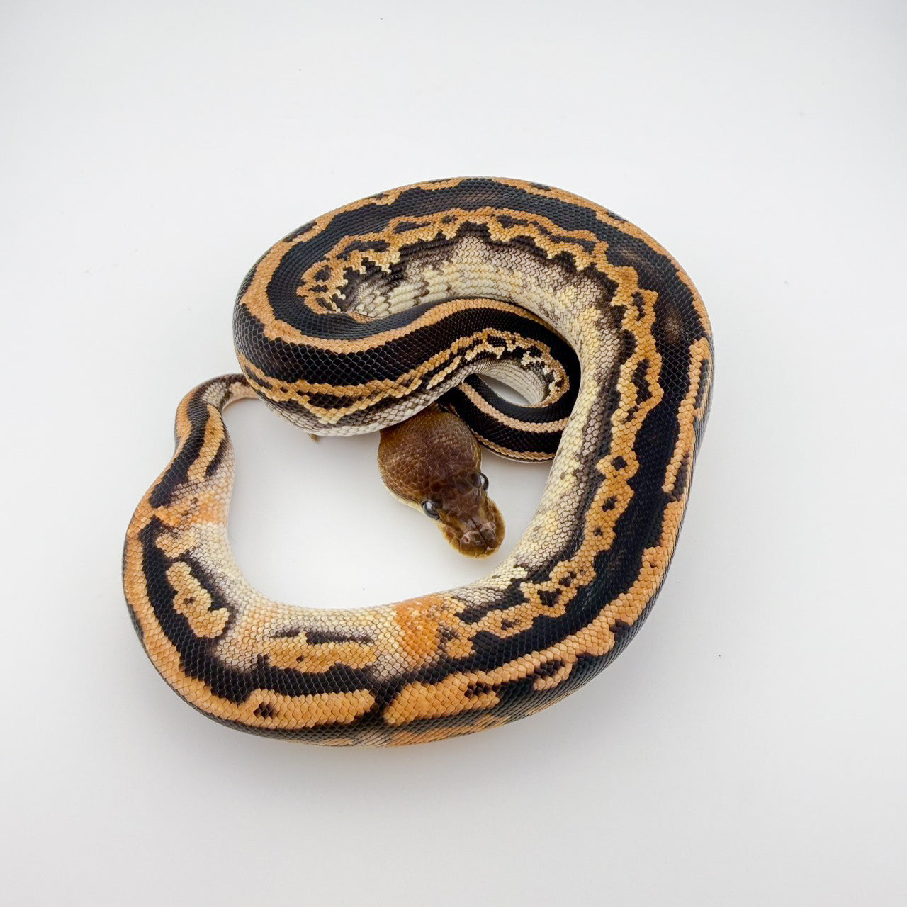 ODシナモンサイプレスレオパードhetラベンダー