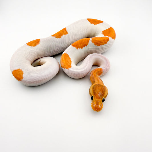 バナナエンチジャバYBレオパードパイ