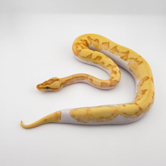 バナナスーパーエンチファイアパイ