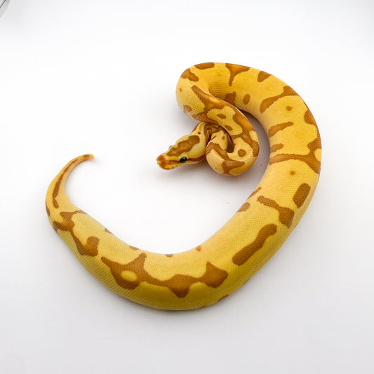 バナナスーパーエンチレオパードYB66%hetパイ