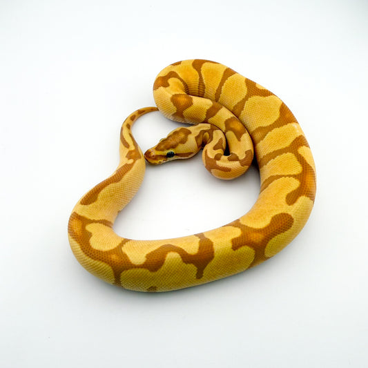 バナナスーパーエンチYB66%hetパイ