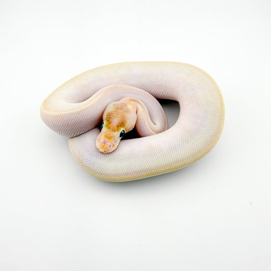 スーパーバナナスーパーエンチアイボリー