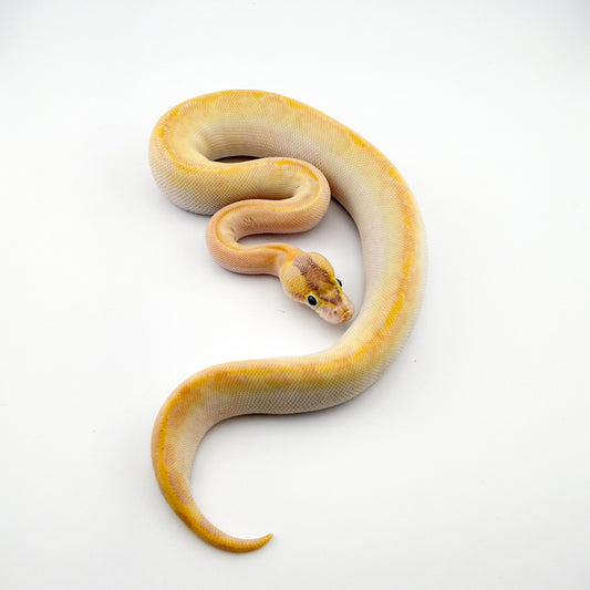 スーパーエンチアイボリー