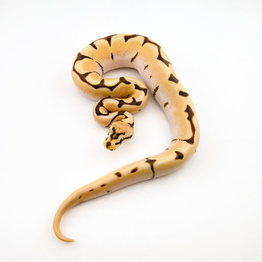 ハイODエンチスパイダーDgposshetハイポ