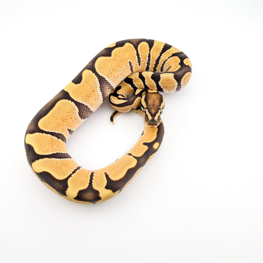 ハイODDGposshetハイポ