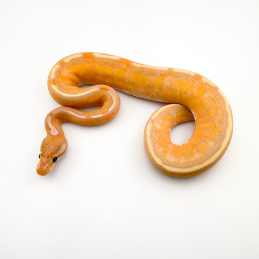 バナナエンチシナモンスーパーストライプ