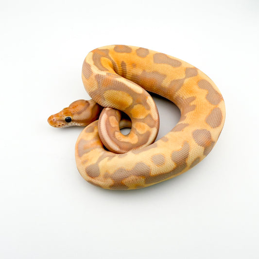 バナナエンチシナモンレオパードYB/スペクター