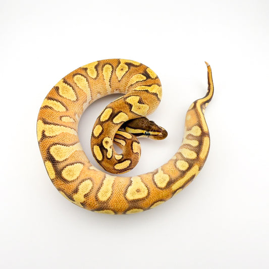 モハベエンチYbhetラベンダー