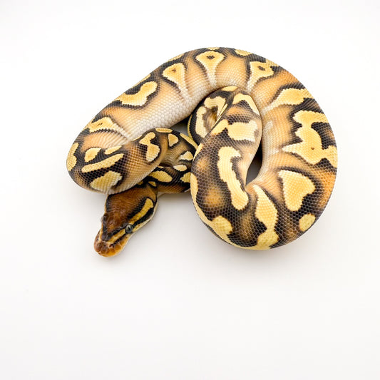 スーパーハイODYBモハベ