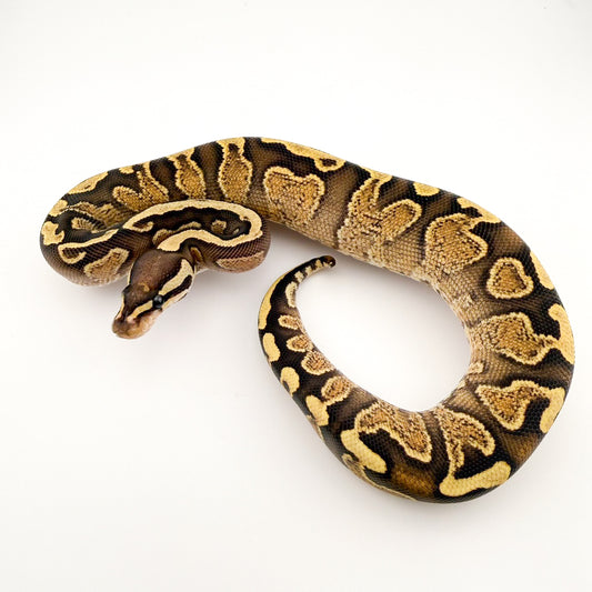 GHIファイアYB/スペクター