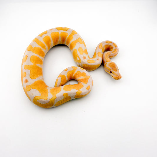 エンチラベンダーposshetクラウン