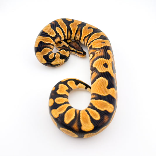 ODYBレッドストライプhetクラウン