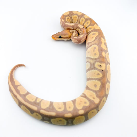 バナナチョコレートhetクラウン