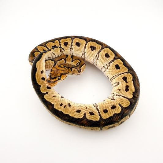 クラウンhetハイポ