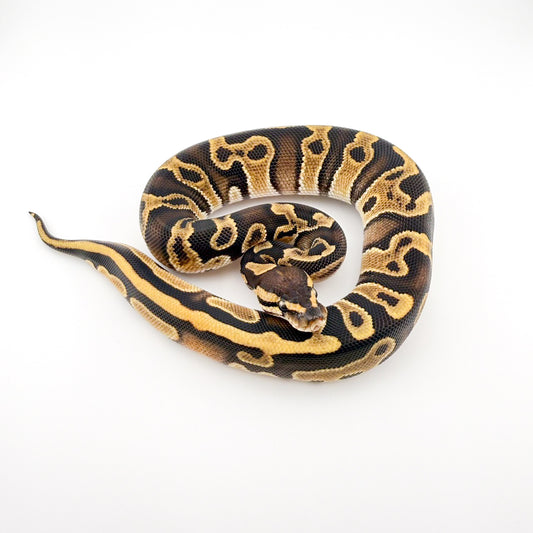 ODGHIレオパードdhハイポクラウン