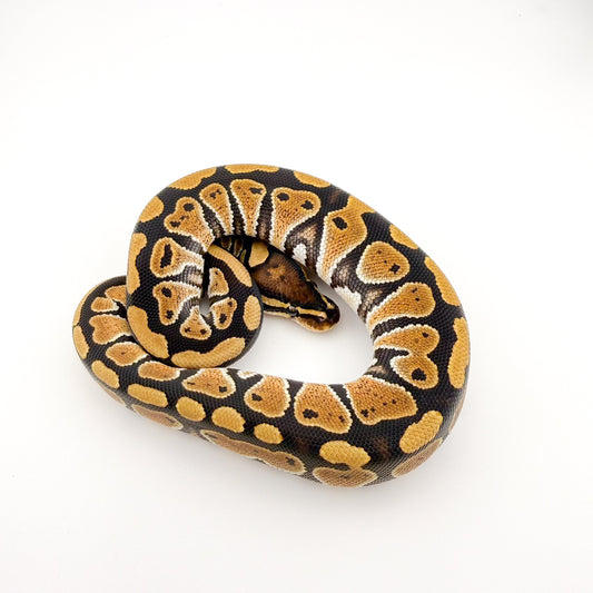 レースhetクラウン50%hetハイポ