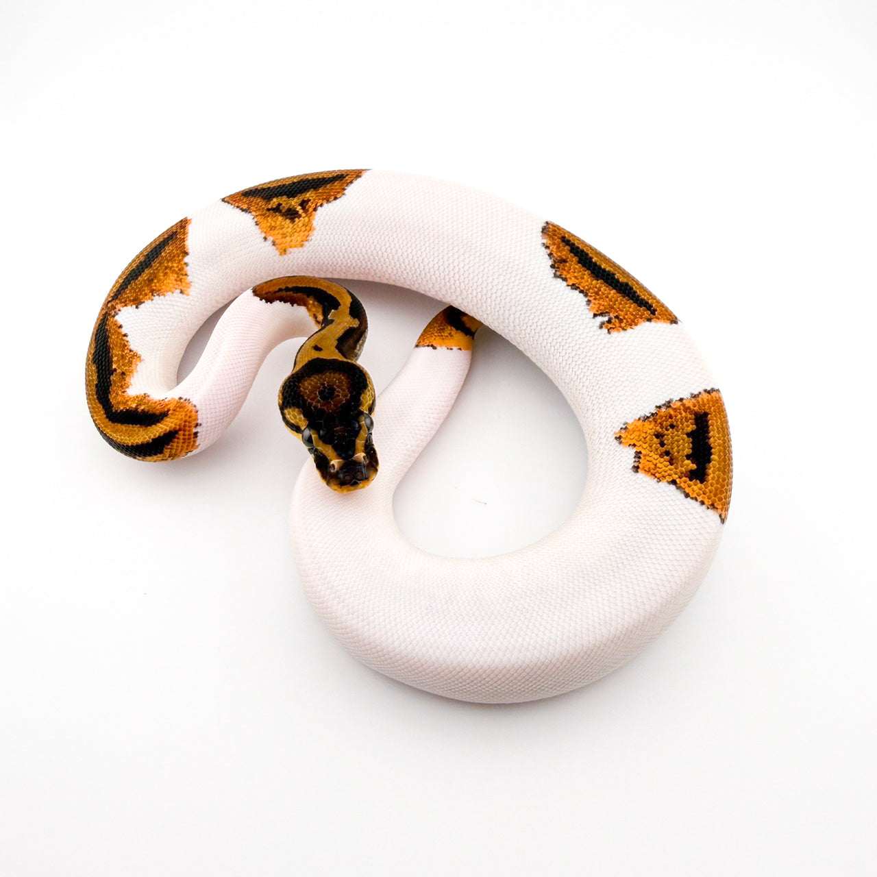 YBレオパードパイ66%hetクラウン