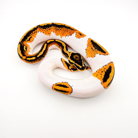 YBパイ66%hetクラウン