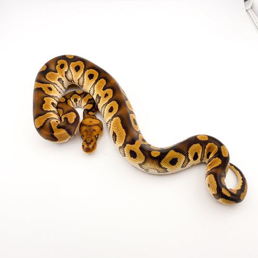 クラウンhetハイポpossチョコレートposshetGS