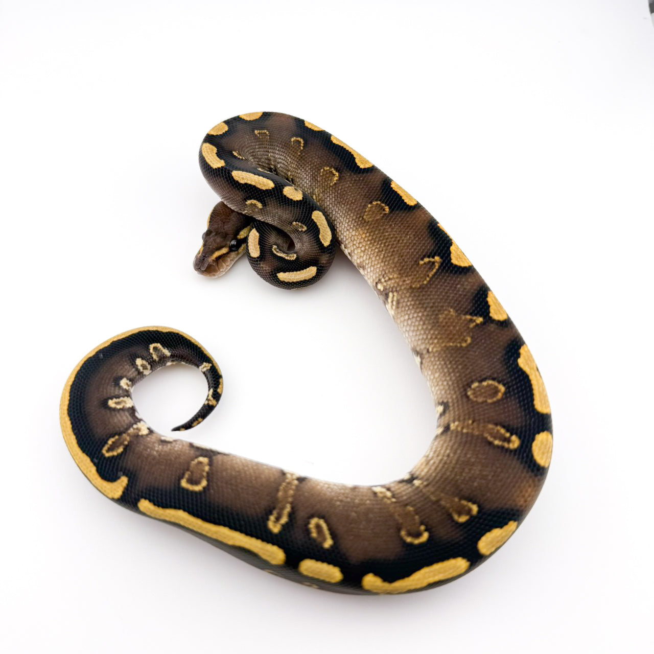 GHIチョコレートYbhetハイポ66%hetクラウン50%hetGS