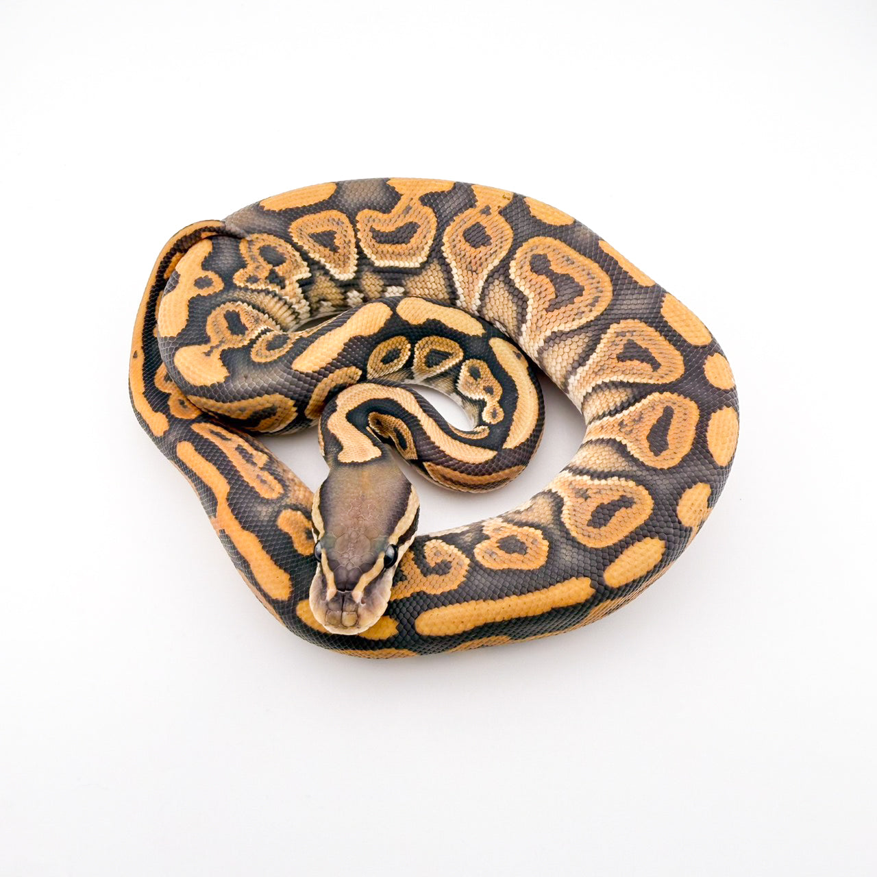 ブラックパステルハイポ66%hewtクラウン